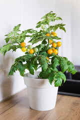 Indoor  tomato in the kitchen.