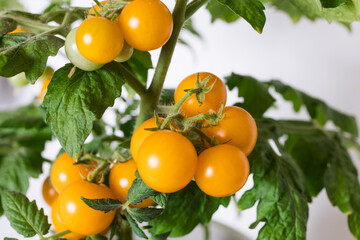Yellow tomatoes ripen on the branch.