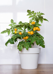 Indoor  tomato in the kitchen.