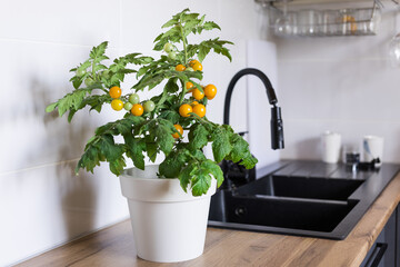 Indoor  tomato in the kitchen.
