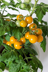 Yellow tomatoes ripen on the branch.