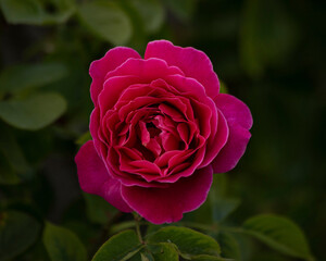 pink rose in garden