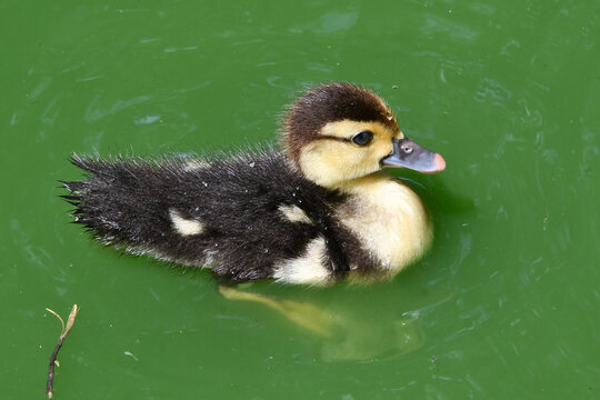 Beb&ecirc; filhote de pato em seus primeiros nados no lago do Museu da Rep&uacute;blica antigo Pal&aacute;cio do Catete - RJ