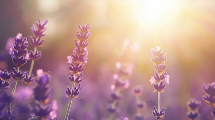 Obraz premium Close up view of a lavender field in bright sunshine casting warm light on the purple flowers creating a peaceful and serene landscape scene outdoors.