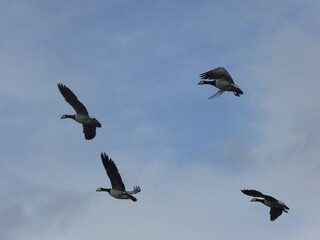 Obraz premium Barnacle geese in flight on a cloudy day near York, UK.