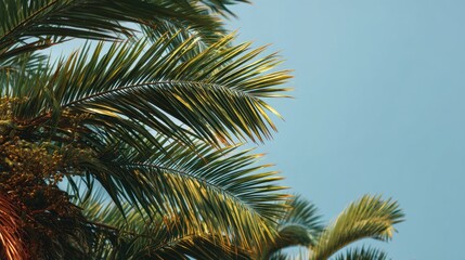 Fototapeta premium Tropical palm leaves against clear blue sky in sunlight.
