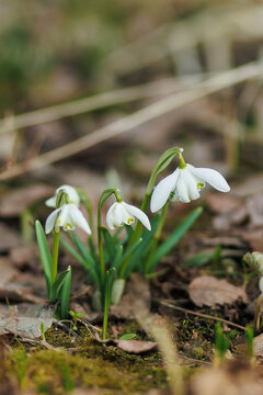  Beautiful white snowdrop flowers growing in a flowerbed in early spring