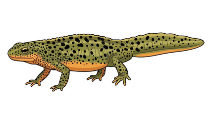 Obraz premium Spotted amphibian reptile with orange belly on white background.