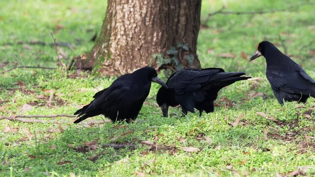 Rooks (Corvus frugilegus) arguing while trying to crack a walnut in urban park