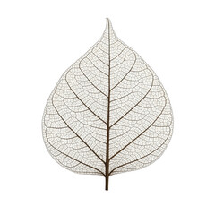 Skeleton leaf on