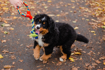 An energetic Bernese Mountain Dog puppy at play: fighting over a toy. Active play in an autumn park.