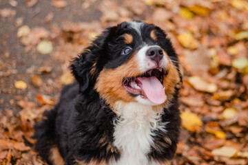 Fototapeta premium A Bernese Mountain Dog puppy enjoys an autumn walk in the park.