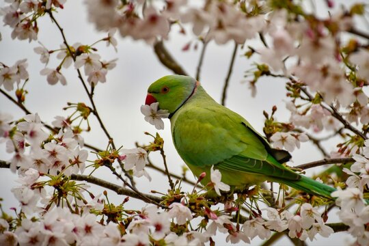 Rose-ringed parakeet with a cherry blossom