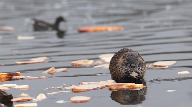 Individuals of nutria Myocastor coypus looking for food on winter time river