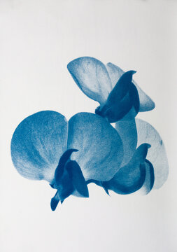 Artistic botanical cyanotype created using an alternative photographic technique. The image features organic plant elements rendered in characteristic blue and brown tones, emphasizing natural forms, 