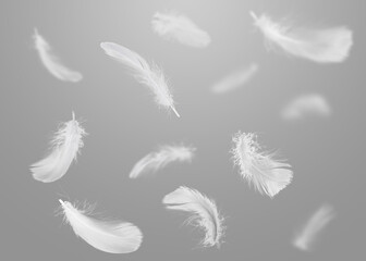 Obraz premium White fluffy feathers flying in air against grey background