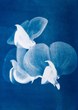 Artistic botanical cyanotype created using an alternative photographic technique. The image features organic plant elements rendered in characteristic blue and brown tones, emphasizing natural forms, 