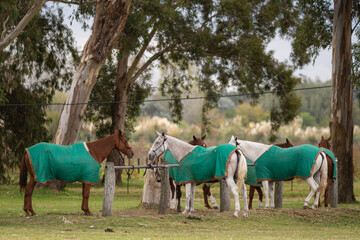 Polo horses, players, workers, tools, gear, equipment, field, sport.
