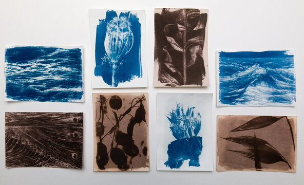 Artistic botanical cyanotype created using an alternative photographic technique. The image features organic plant elements rendered in characteristic blue and brown tones, emphasizing natural forms, 