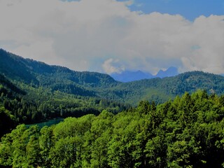 Obraz premium Sommerlicher Wald in bergiger Landschaft