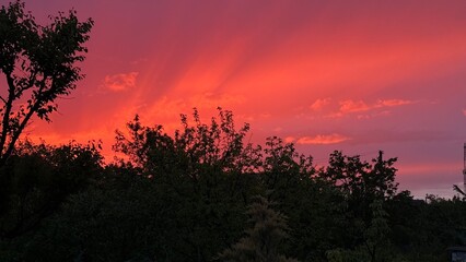 sunset in the forest