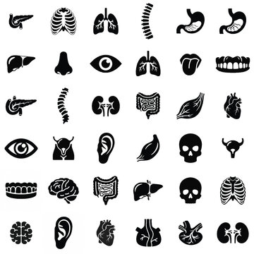 Clean Arrangement of 30 Detailed Human Body Part Icons in 6x5 Grid for Medical Educational Use