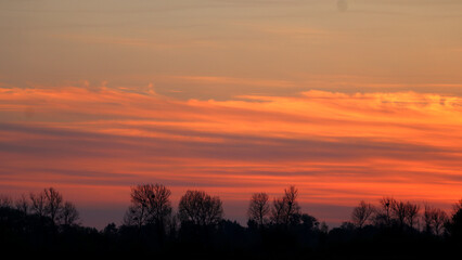 Obraz premium Vibrant sunset sky over silhouetted trees with nests