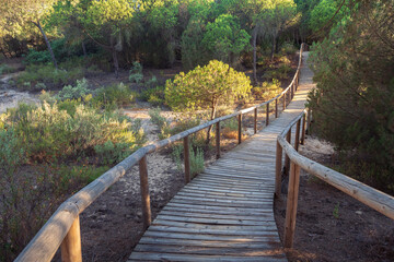 Elevated wooden walkway co-friendly path, meanders through a serene Portuguese pine forest. Sunlight through tall trees illuminating boardwalk creating peaceful route for nature exploration.