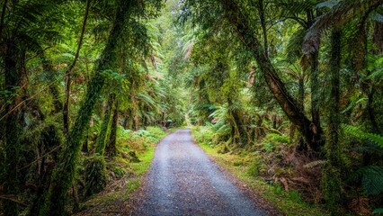 A path through tree fern forest on the west coast of New Zealand. A lush forest scene with a winding path leading through an abundance of tree ferns. © Lucas