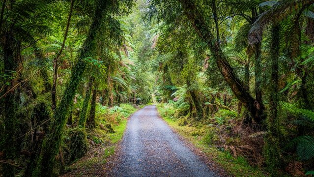 A path through tree fern forest on the west coast of New Zealand. A lush forest scene with a winding path leading through an abundance of tree ferns.