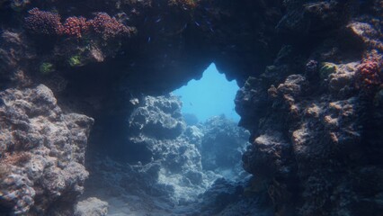 Fototapeta premium Underwater reef with coral and fish