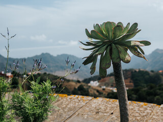 Teneryfa, Wyspy Kanaryjskie, Hiszpania © Rafał Paluszek