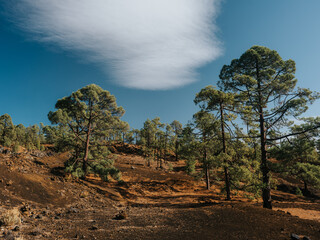 Santiago del Teide, Teneryfa, Wyspy Kanaryjskie, Hiszpania © Rafał Paluszek