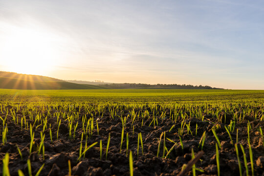 Winter Wheat Seedlings Grow in a Field During Early Morning Hours on a Clear Day in Spring