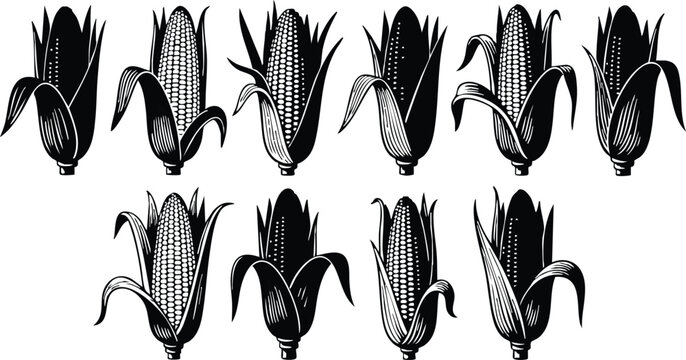 Black and white vector art showing ten detailed corn ears in various husk states with intricate leaf and kernel patterns arranged in two rows with clear outlines