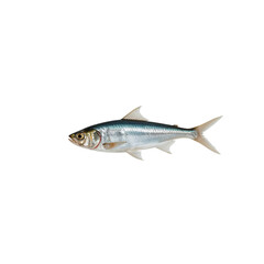 Obraz premium Fish Swimming in Clear Water Near a Rocky Shore During Midday Light