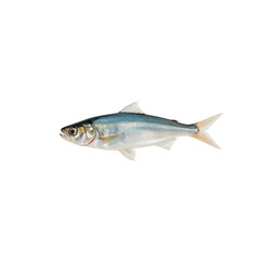 Obraz premium Fish Swimming in Clear Water Near a Rocky Shore During Midday Light