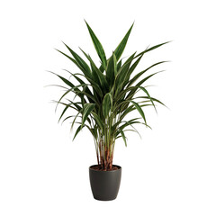 Indoor Plant in a Brown Pot With Long Green Leaves Placed in a Well-Lit Area