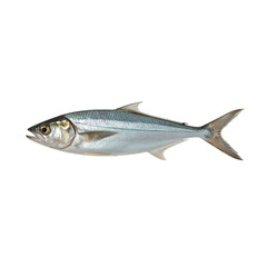 Fototapeta premium Fish Swimming in Water, Showing Body and Fins, in Natural Habitat, During Daylight Hours, Coastal Region