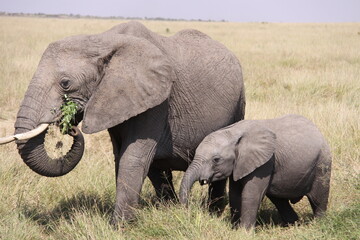 Fototapeta premium elephant