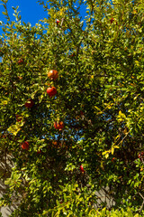 Fototapeta premium Pomegranate tree growing along the Vale Judeu Circular Trail near Loulé, Algarve, Portugal