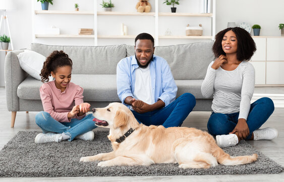 Skin Reactions To Pet Allergy. Sad upset African American family scratching their itchy neck and hands, suffering from dermatitis caused by their dog, sitting on the floor with golden retriever