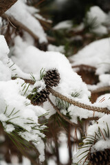 Snow covered pine branches with cones during gentle snowfall, shallow depth of field. Winter nature background with copy space, cold season, forest calm, minimal outdoor scene.