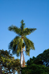 Fototapeta premium Tropical Trees Portrait Against Cerulean Blue Skies.