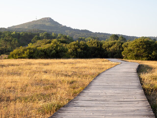 Fototapeta premium Wooden boardwalk pathway winding through golden dune grass