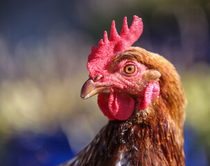 Pretty Red hen in the morning light