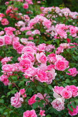 Obraz premium Branch of delicate pink roses in full bloom growing in summer garden. Romantic floral background with natural light, decorative flowers and green foliage. Spring and nature, gardening, plant breeding.