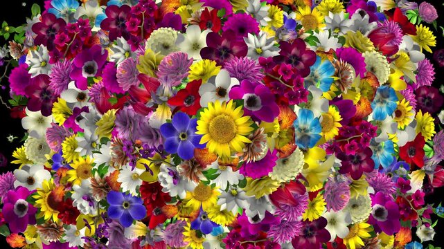 A variety of flowers species appearing and blossoming until they fill up the entire frame. Includes luma matte for using as a transition.
