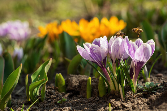 Bees are busy collecting nectar and pollen from vibrant purple crocus flowers, with golden yellow blossoms blurring in the background, signaling the arrival of spring and new growth in a garden