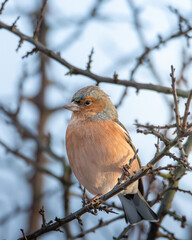 Male and Female Chaffinch, Fringilla coelebs, feeding at Humford Woods, Northumberland, December 2025